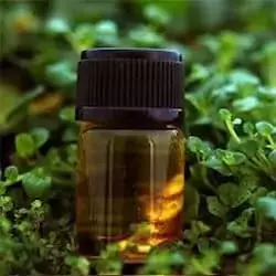 Alpha Pinene 95% - Spain